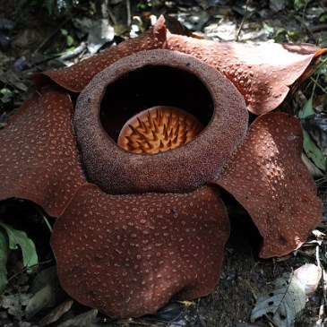 rafflésia