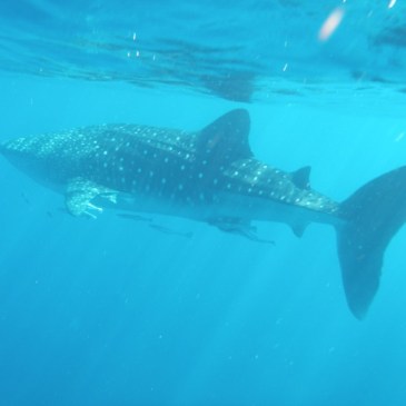 whale shark