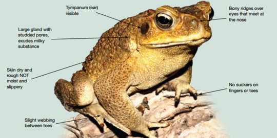 recognise cane toad