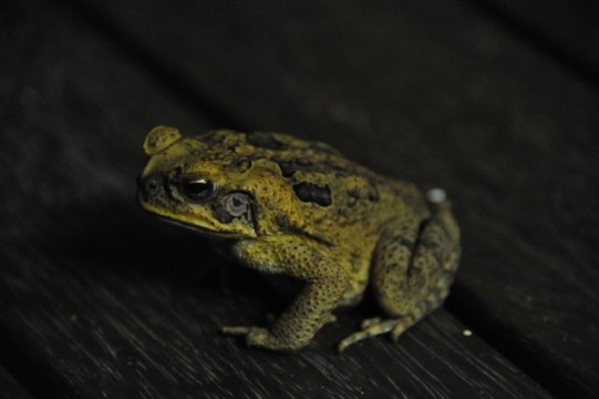 cane toad