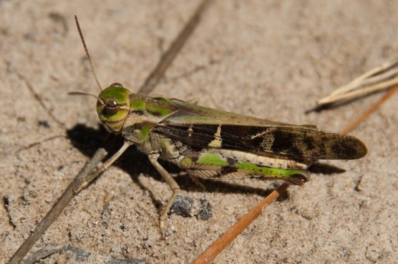 grasshopper