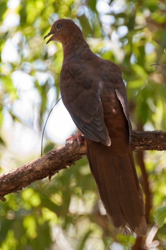 a brown dove