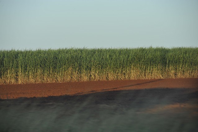sugar cane fields