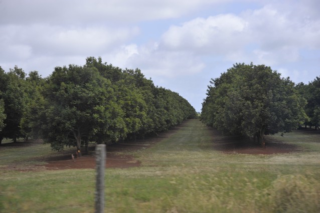 Macadamia Trees