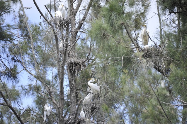Great Eastern Egrets