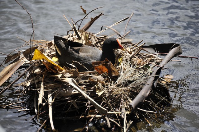 Moorhen Bird