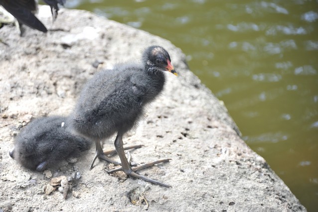 Baby Moorhen
