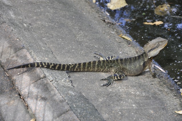 Eastern Water Dragon