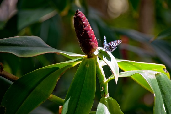 butterfly plant