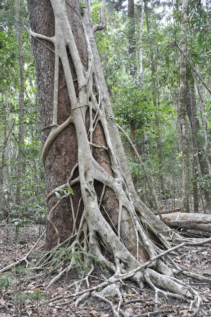 strangler fig