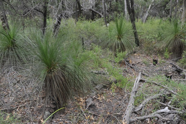 grass trees
