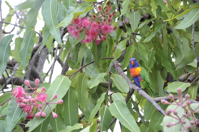 lorikeet