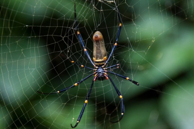spider