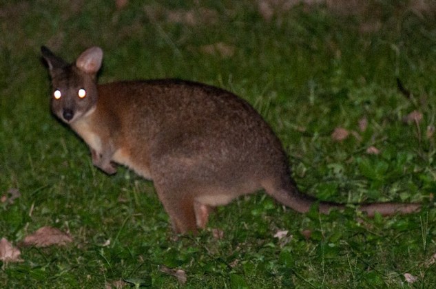 pademelon