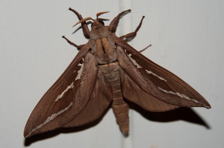 moth