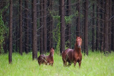 wild horses