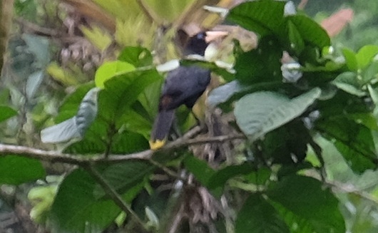 oropendola