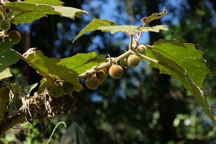 fruit