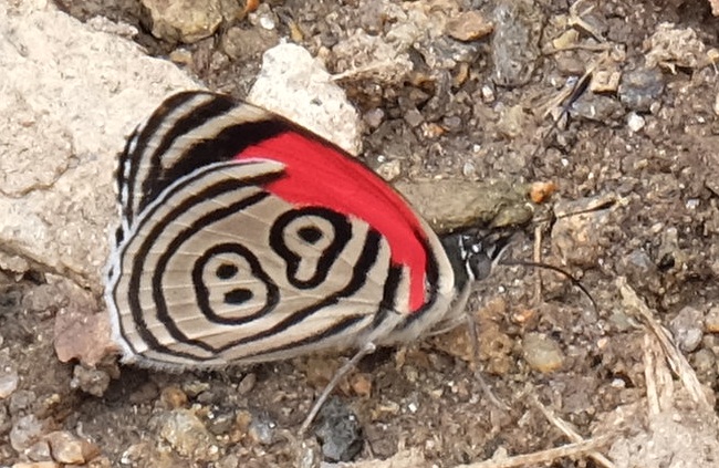 butterfly