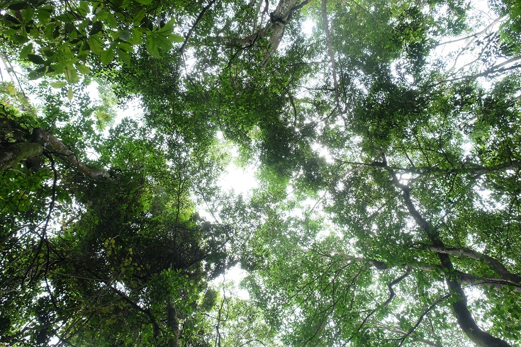 canopy