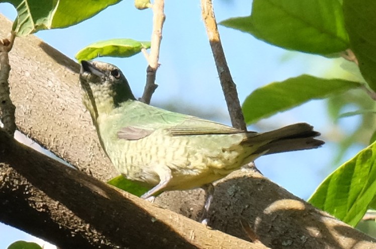 green bird