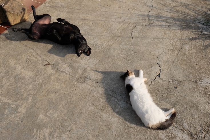 cat and dog