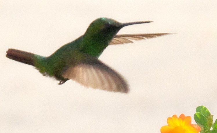 humming bird