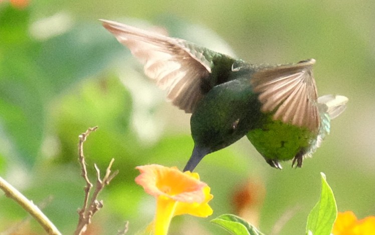 humming bird