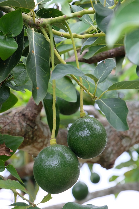 avocado tree