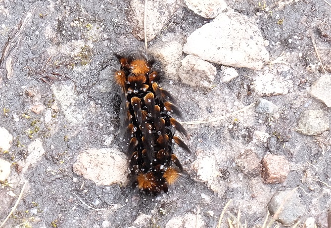 caterpillar