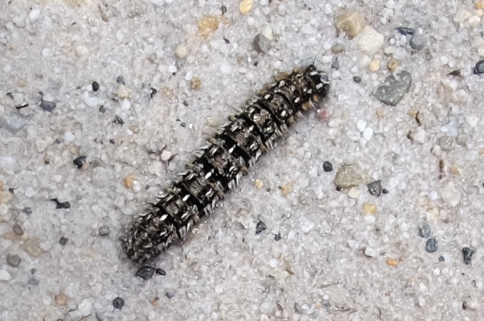 caterpillar