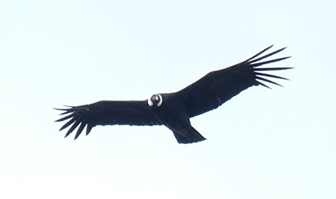 condor