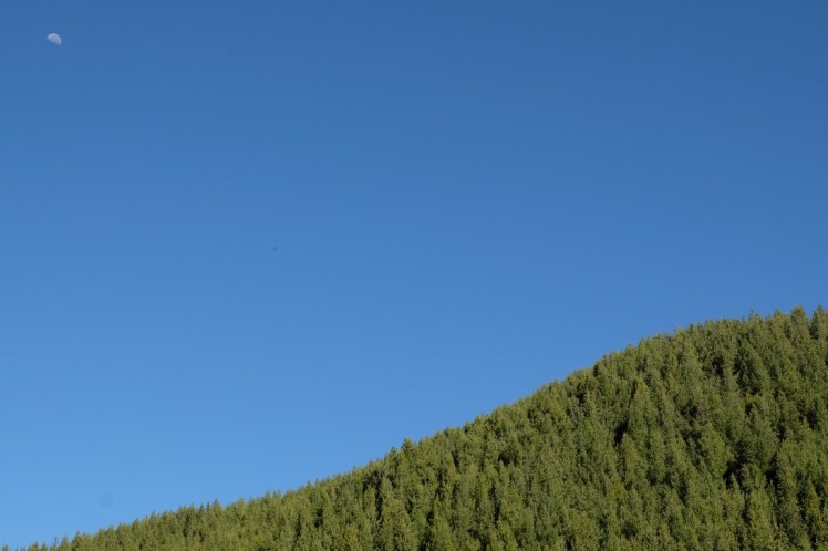 pine trees and full moon