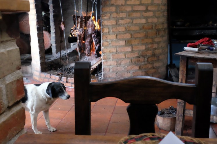 dog