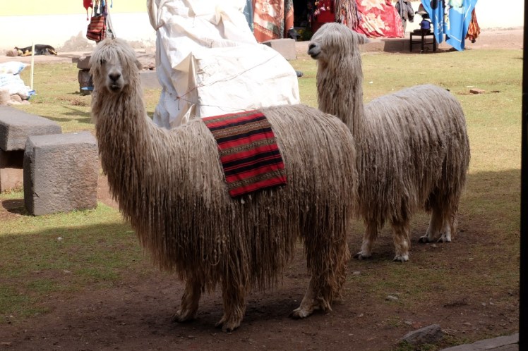 llamas