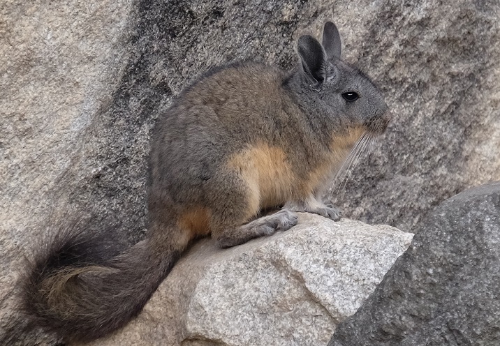 viscacha