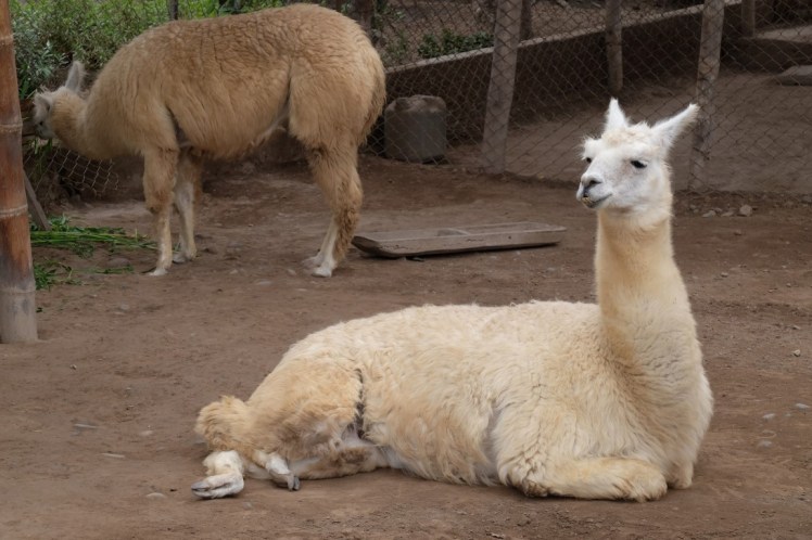 llama