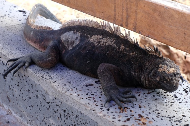 marine iguana