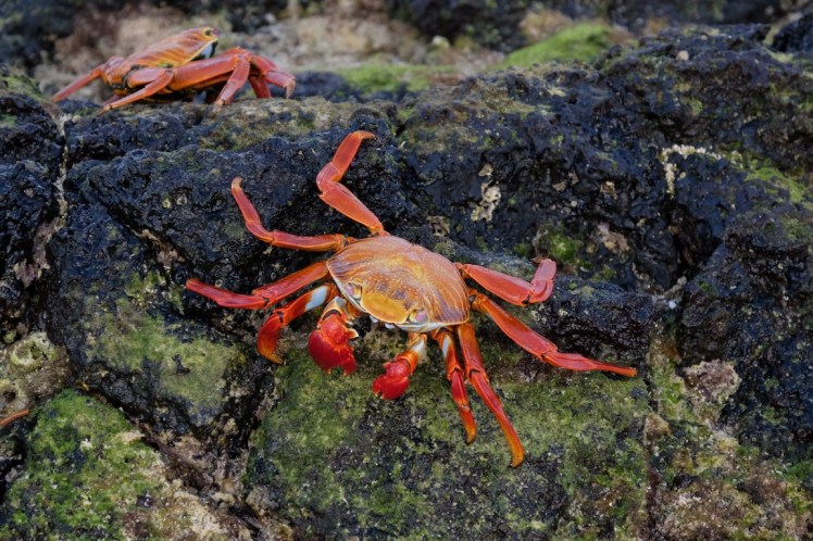 crab