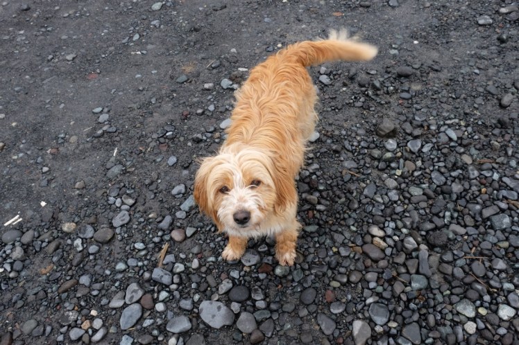 DSCF0275 (Medium).JPG