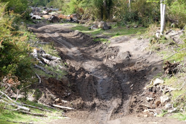 DSCF0460 (Medium).JPG