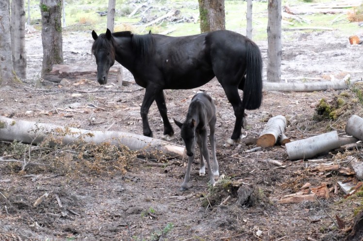 DSCF0548 (Medium).JPG