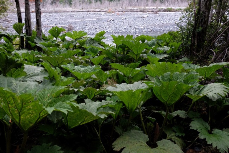 DSCF0593 (Medium).JPG