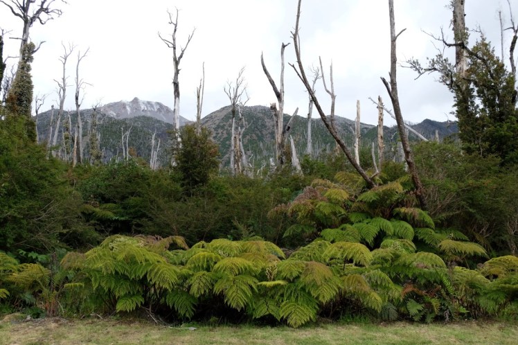 DSCF0681 (Medium).JPG