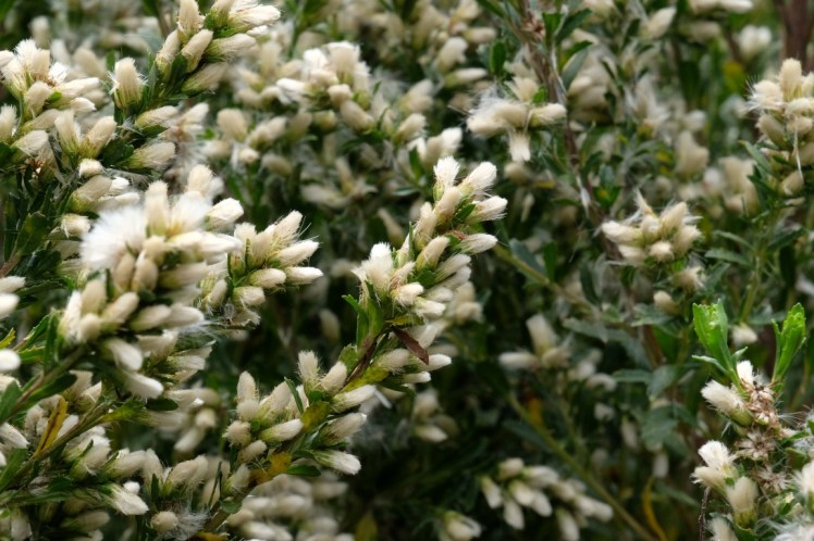 DSCF0709 (Medium).JPG