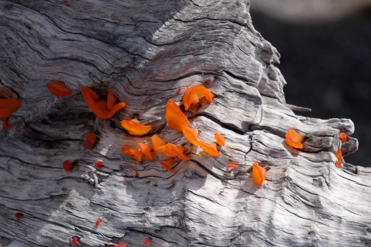 DSCF0793 (Medium).JPG