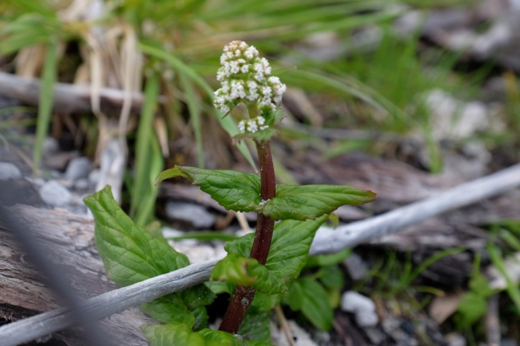 DSCF0831 (Medium).JPG