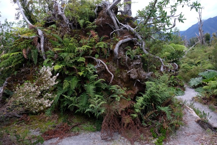 DSCF0864 (Medium).JPG