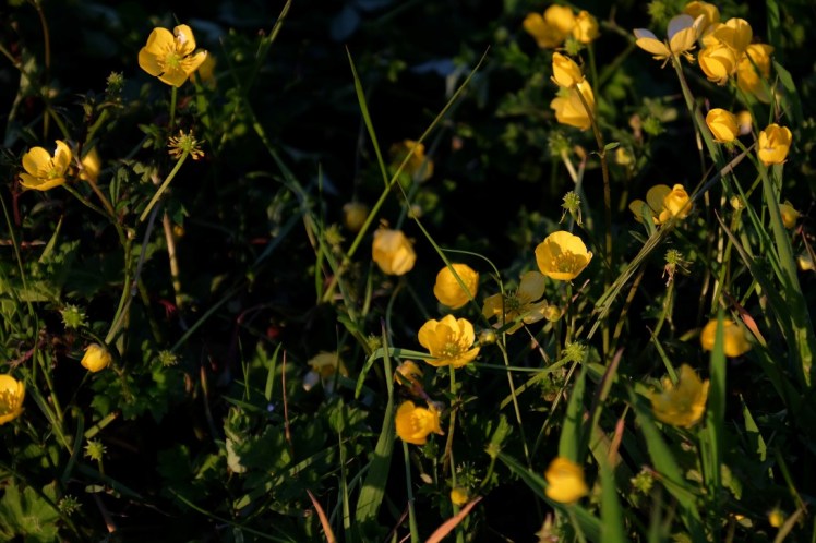 DSCF0898 (Medium).JPG