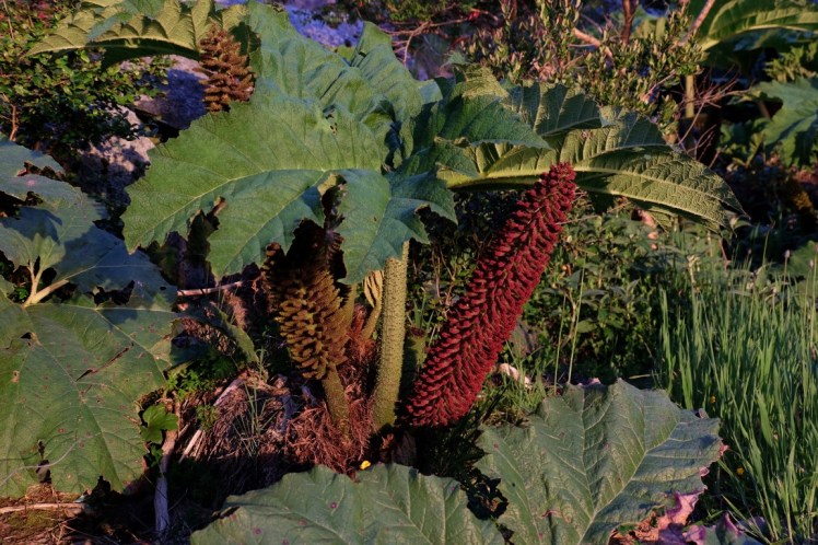 DSCF0899 (Medium).JPG